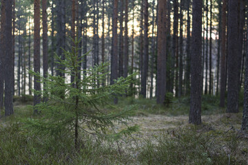 Fototapeta premium young tree growing up