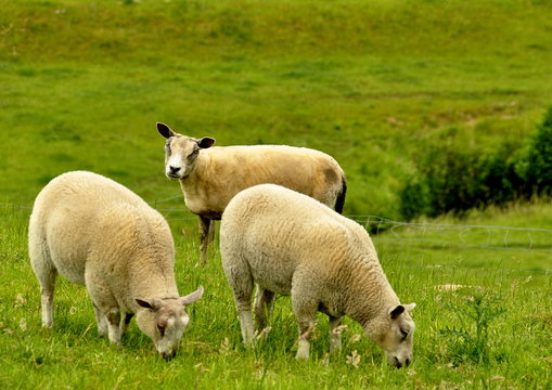 Moutons dans la pairie 