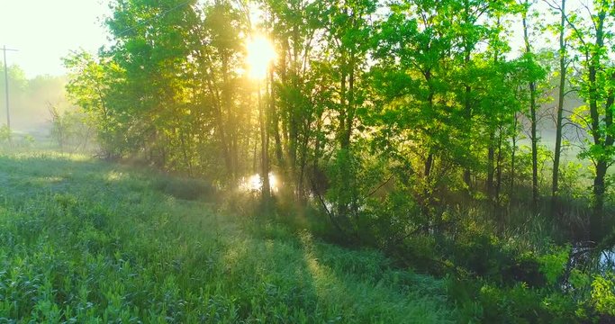 Sunbeams through fog and trees over wet fields after Spring rain.
