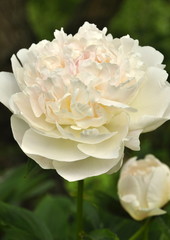 Fleur de pivoine, couleur crème 