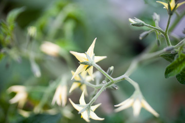 Tomato blooming