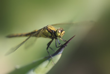 cute dragonfly
