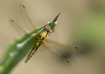 cute dragonfly