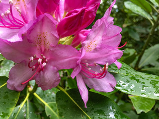 Pink Rhododendron Closeup after Rainfall