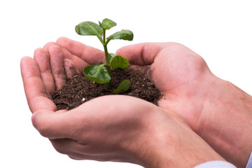 Businessman holding green sprouts isolated on white