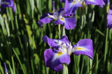 馬見丘陵公園の花しょうぶ園