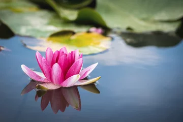 Velvet curtains Waterlillies Pink Water Lily Flower of the Nymphaea Genus Reflecting on the Still Surface of a Pond