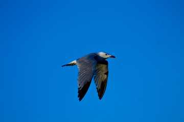 Pajaro