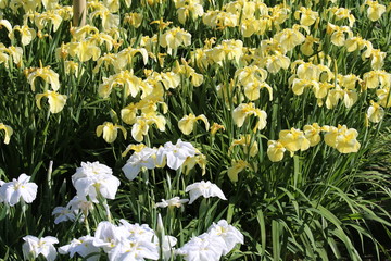 Fototapeta premium 馬見丘陵公園の花しょうぶ園