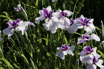 馬見丘陵公園の花しょうぶ園