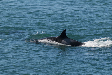 Fototapeta premium Killer Whale, Orca, hunting a sea lion pup, Peninsula Valdez, Patagonia Argentina
