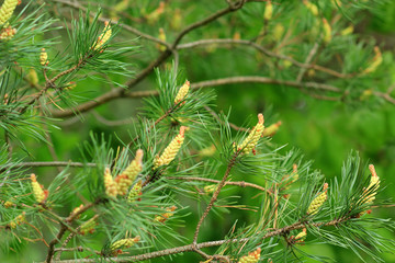 Ветка сосны © vikhon