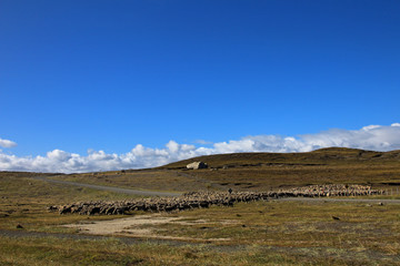 Fototapeta na wymiar Herd of sheep near Porvenir, Tierra Del Fuego, Patagonia, Chile