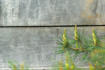 Ветка сосны © vikhon