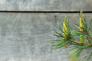 Ветка сосны © vikhon