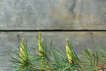 Ветка сосны © vikhon