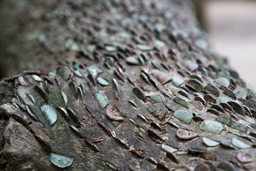 free money tree as mentioned by Theresa May - tree trunks with coins in Somerset