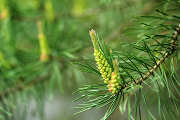 Ветка сосны © vikhon