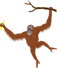 vector orangutan