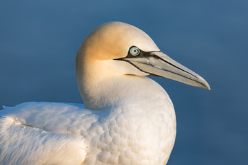 Northern gannet (Morus bassanus) at German island Helgoland