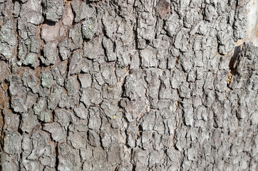 wood texture/Close-up view of tree bark texture.Natural abstract wood background, Unique patterns and textures