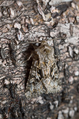 The shears, Hada plebeja camouflaged on bark