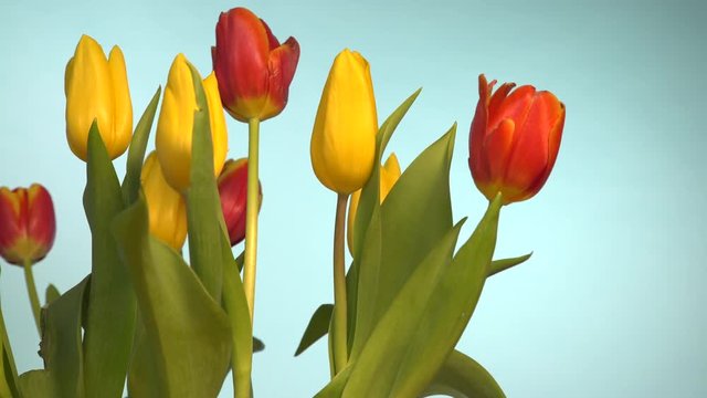Bunch of tulips flowers with wind air blowing on blue background 4K ProRes HQ codec