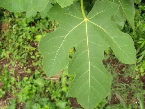 Turkey Fig Tree Leaf