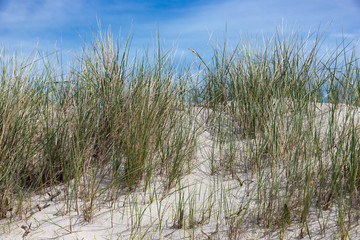 Marram grass at Dune, island near Helgoland, Germany