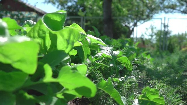 High quality video of vegetable patch in real 1080p slow motion 250fps