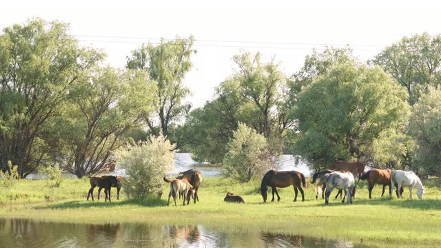 Small herd of horses and foals grazing in meadow near the river