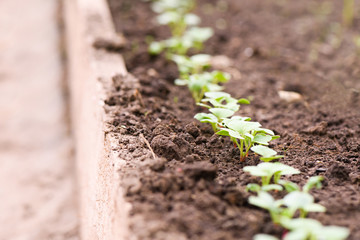 Young sprouts of radishes in the garden row