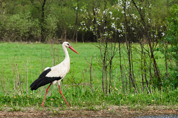 White stork Ciconia ciconia in the natural environment, in the left side of frame