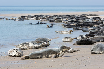 Grey seals resting at the beach of German island Helgoland