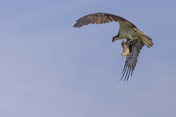 Osprey & Prey