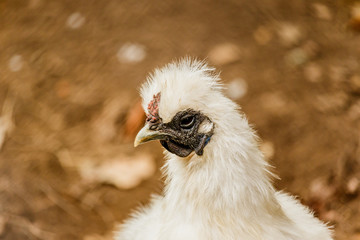 portrait of a cock Close up