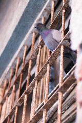 Pigeon standing on the rusty bars of an old and broken window