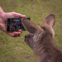 Wallaby phone