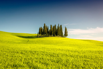 Group of cypress trees in Tuscany, Italy