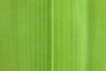 soft focus of green leaf texture for background