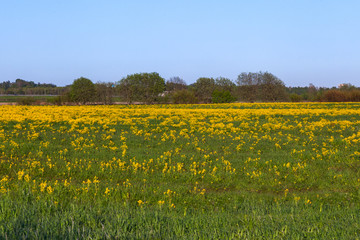Fototapeta premium Green field with yellow mustard flowers
