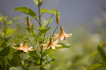 Wild tiger lilies by the lake. Isolated on a blurry background.