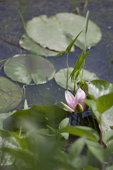 Pink waterlily surrounded by lilipads in the pond.