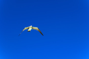 Seagull on blue sky
