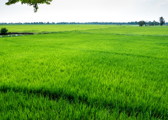 Obraz premium Rice field scenery in thailand, green background