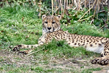 Young  cheetah (Acinonyx jubatus) laying in the sun