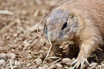 Black-tailed Prairie Dog ( Cynomys ludovicianus)