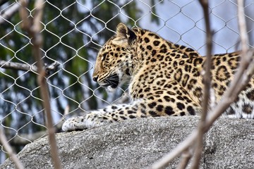 Leopard (Panthera pardus) in captivity