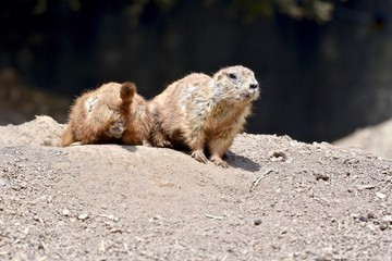 Black-tailed Prairie Dog ( Cynomys ludovicianus)