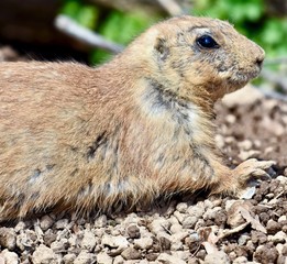 Black-tailed Prairie Dog ( Cynomys ludovicianus)
